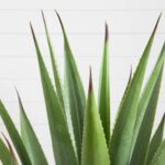 Close-up of leaf foliage texture on this 28' Artificial Agave Plant