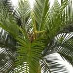 Alternate angle of the 3' Cycas Tree in Wood Planter showing full plant from planter