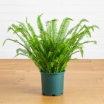 3 - ft UV Resistant Artificial Real Touch Boston Fern Plant Indoor Outdoor