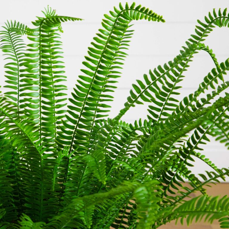 Close-up of leaf foliage texture on this 3 - ft UV Resistant Boston Fern Plant