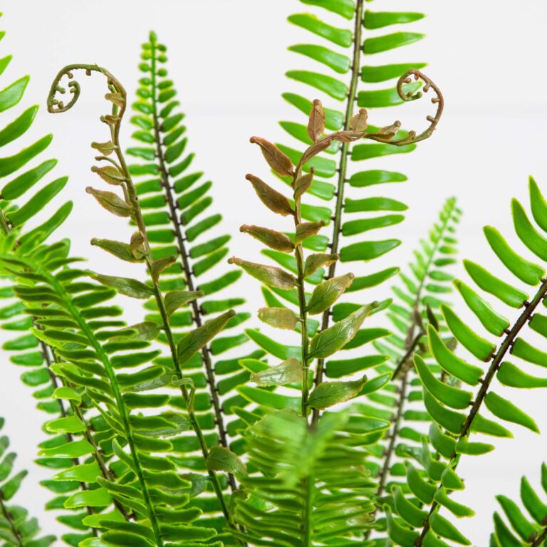 Close-up of leaf foliage texture on this 3 - ft UV Resistant Fern Potted Plant