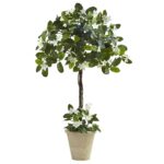 3' Stephanotis Topiary w Planter
