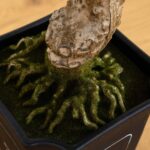 The 36 inch Artificial Cedar Bonsai shown in full, highlighting accent detail from another angle