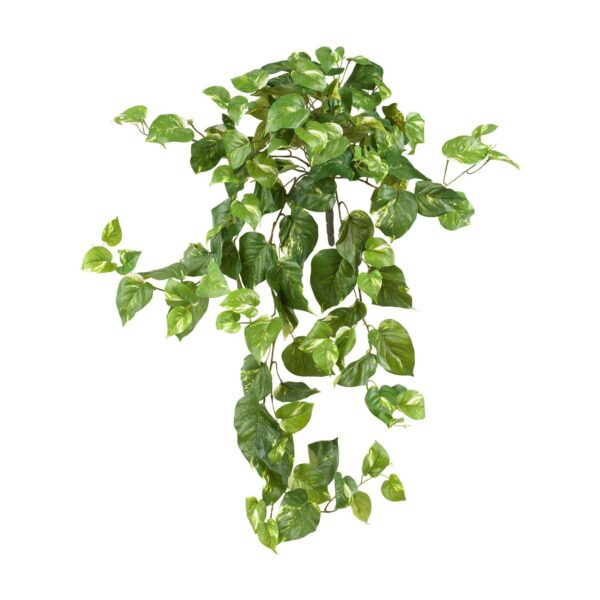 40' Pothos Hanging Bush Set of 3