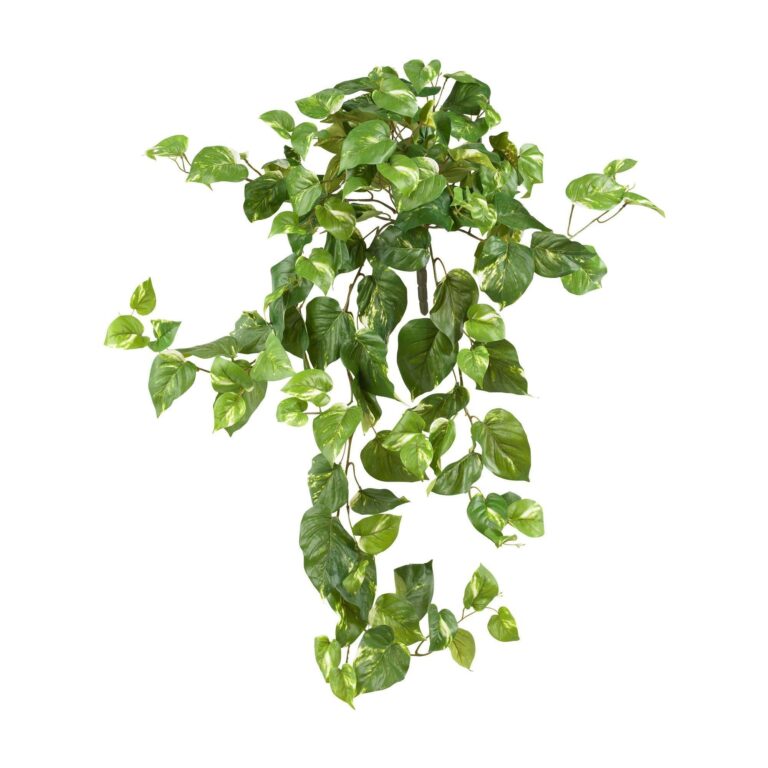 40' Pothos Hanging Bush Set of 3