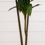 Full display view of the 48 inch Dracaena Silk Plant Real Touch with full plant