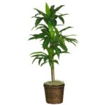 48 inch Dracaena w Basket Silk Plant Real Touch