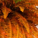 Close-up of leaf foliage texture on this 48 inch Autumn Artificial Fall Boston Fern