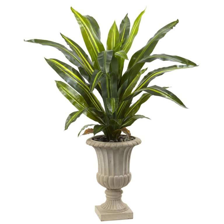5' Dracaena Plant with Urn Real Touch