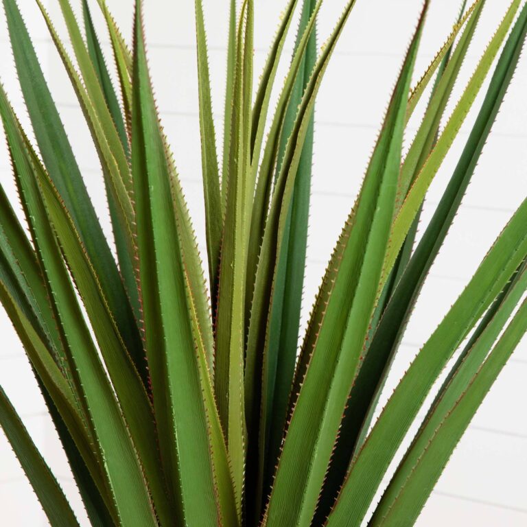 Close-up of leaf foliage texture on this 5' Spiked Agave Tree