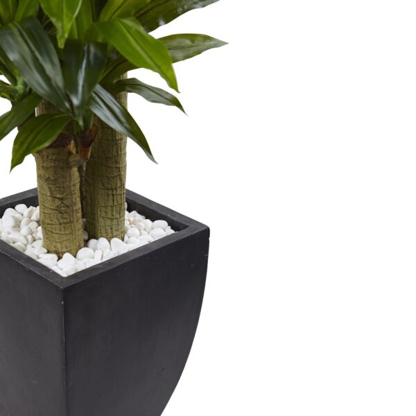 Close-up of leaf foliage texture on this 5.5' Corn Stalk Dracaena with Black Wash Planter