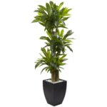 5.5' Corn Stalk Dracaena with Black Wash Planter