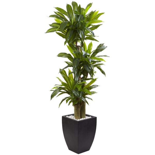 5.5' Corn Stalk Dracaena with Black Wash Planter