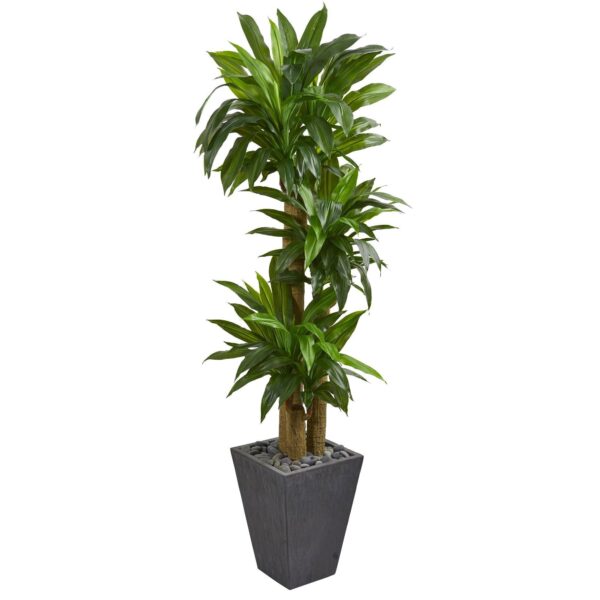 5.5' Cornstalk Dracaena Artificial Plant in Slate Planter Real Touch