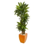 5.5' Dracaena Plant in Orange Square Planter Real Touch