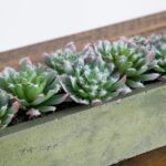 Close-up of leaf foliage texture on this 5.5' Succulent Garden with Textured Concrete Planter