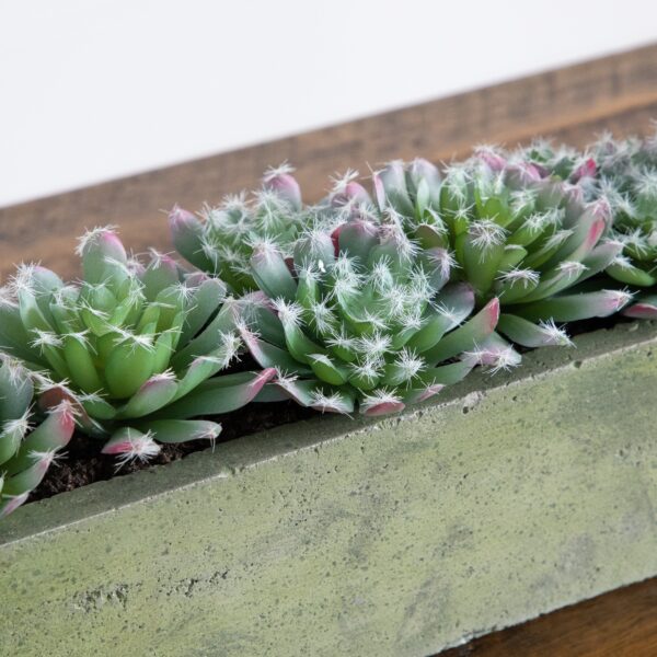 Close-up of leaf foliage texture on this 5.5' Succulent Garden with Textured Concrete Planter