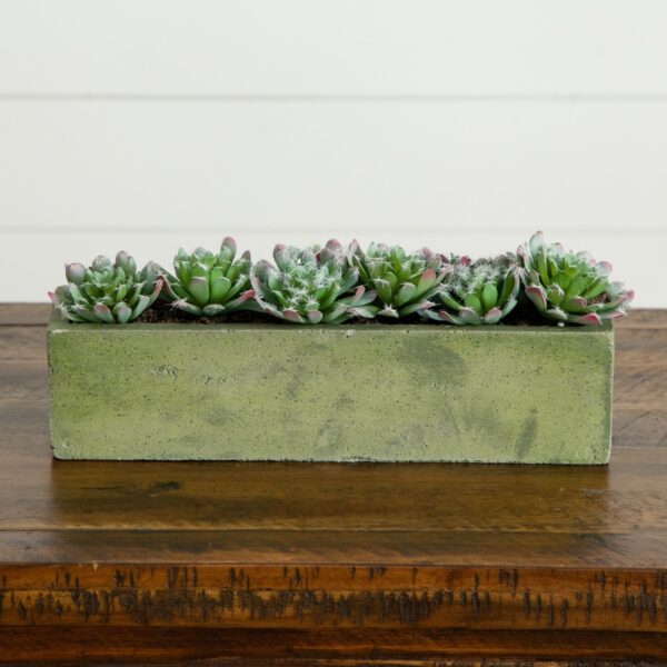 5.5' Succulent Garden with Textured Concrete Planter