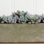 Alternate angle of the 5.5' Succulent Garden with Textured Concrete Planter showing full plant from