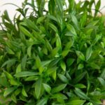 Close-up of leaf foliage texture on this 6' Artificial Grass Plant Artificial Grass Plant