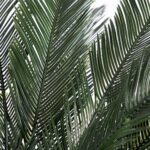 Close-up of leaf foliage texture on this 6' Cycas Artificial Tree UV Resistant Indoor Outdoor