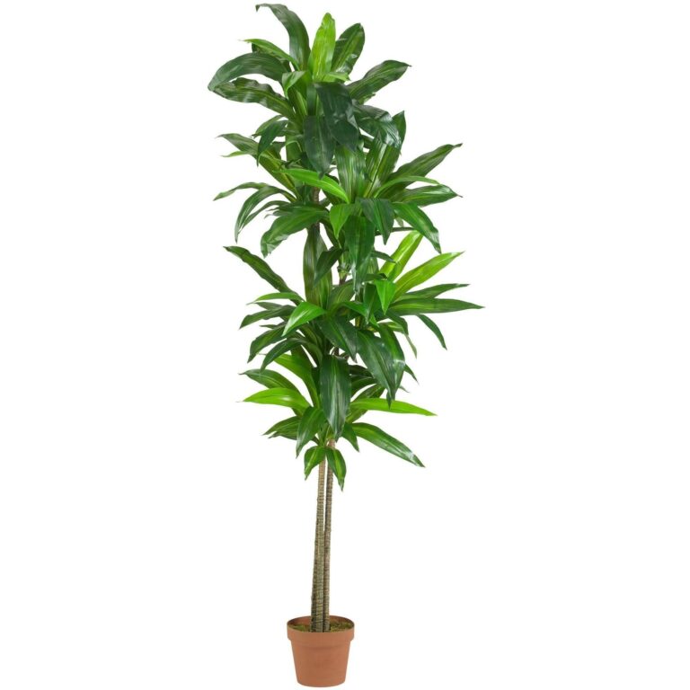 6' Dracaena Silk Plant Real Touch