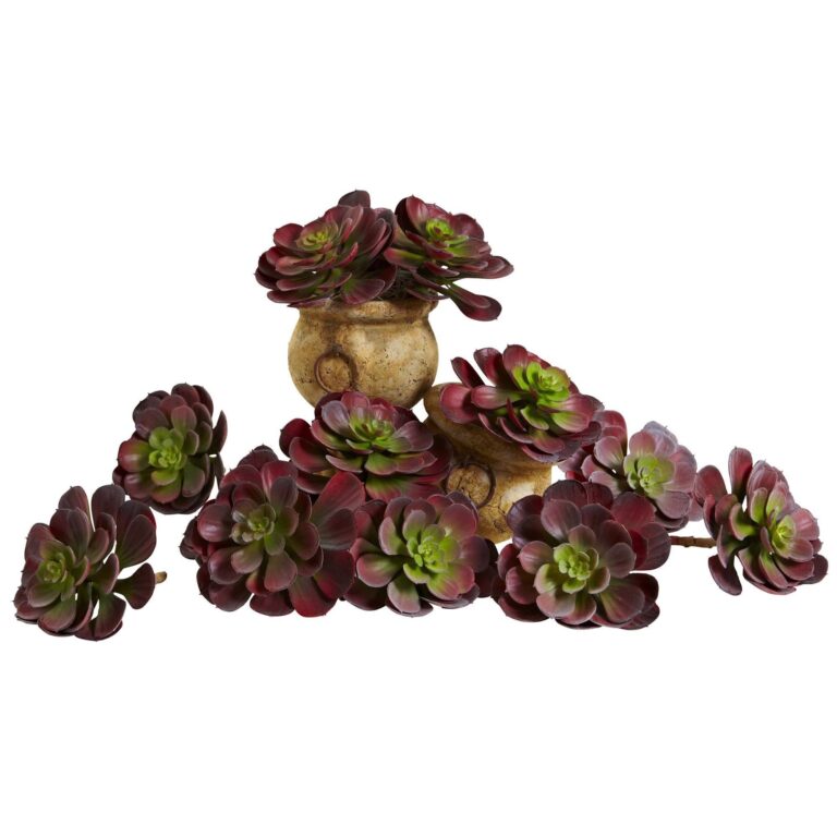 6' Echeveria Succulent Set of 12