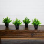 8' Artificial Boxwood Plant in Black Square Pot - Set of 4