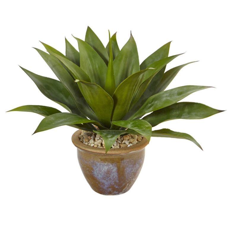 Agave in Glazed Clay Pot, planter