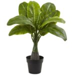 Alternate angle of the Areca, Fountain and Banana Palm Set of 3 showing full plant