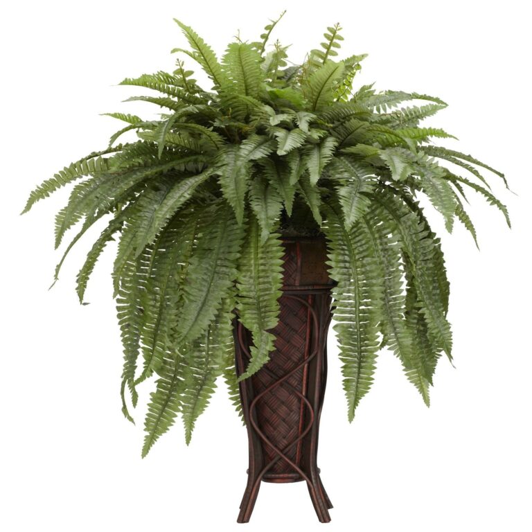 Close-up of leaf foliage texture on this Boston Fern w Stand Silk Plant