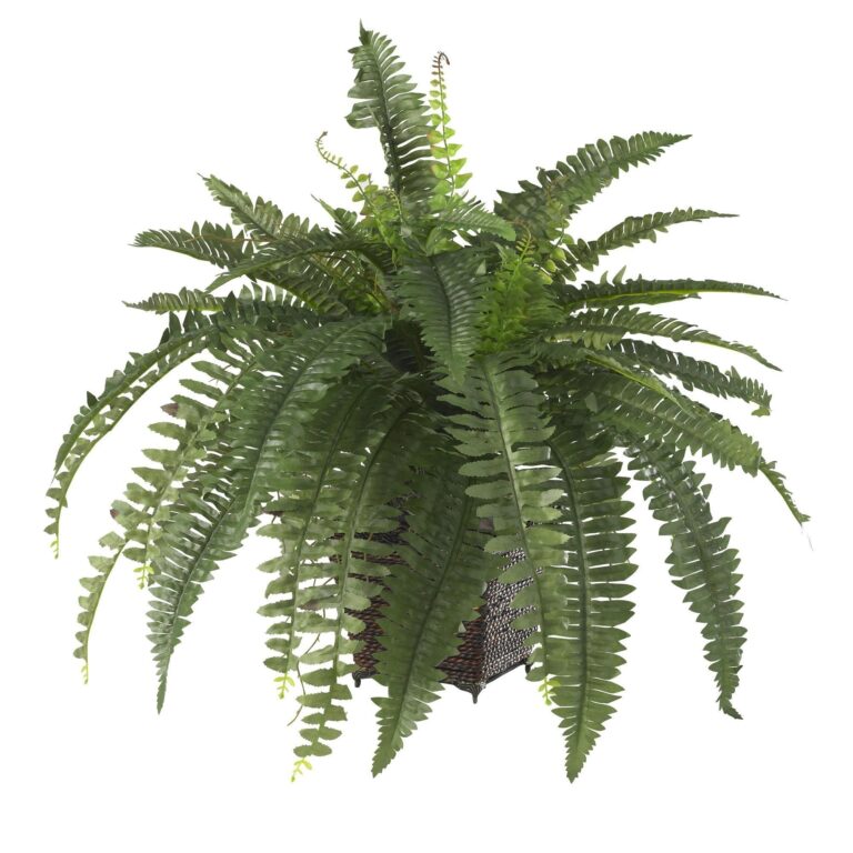 Close-up of leaf foliage texture on this Boston Fern w Wood Wicker Basket Silk Plant