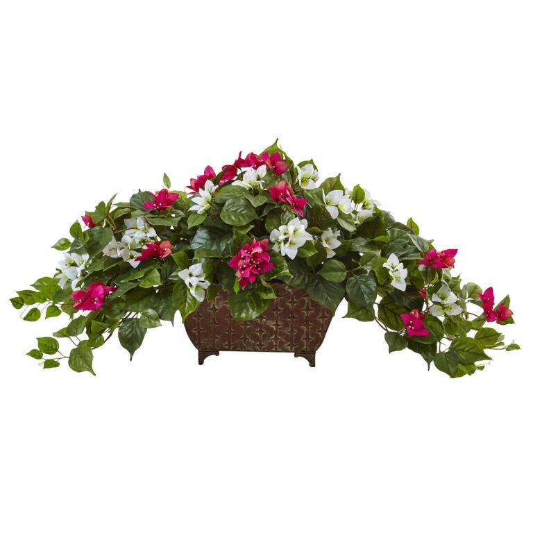 Close-up of leaf foliage texture on this Bougainvillea in Metal Planter