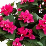 Close-up of leaf foliage texture on this 34 inch Bougainvillea Topiary w Wood Box