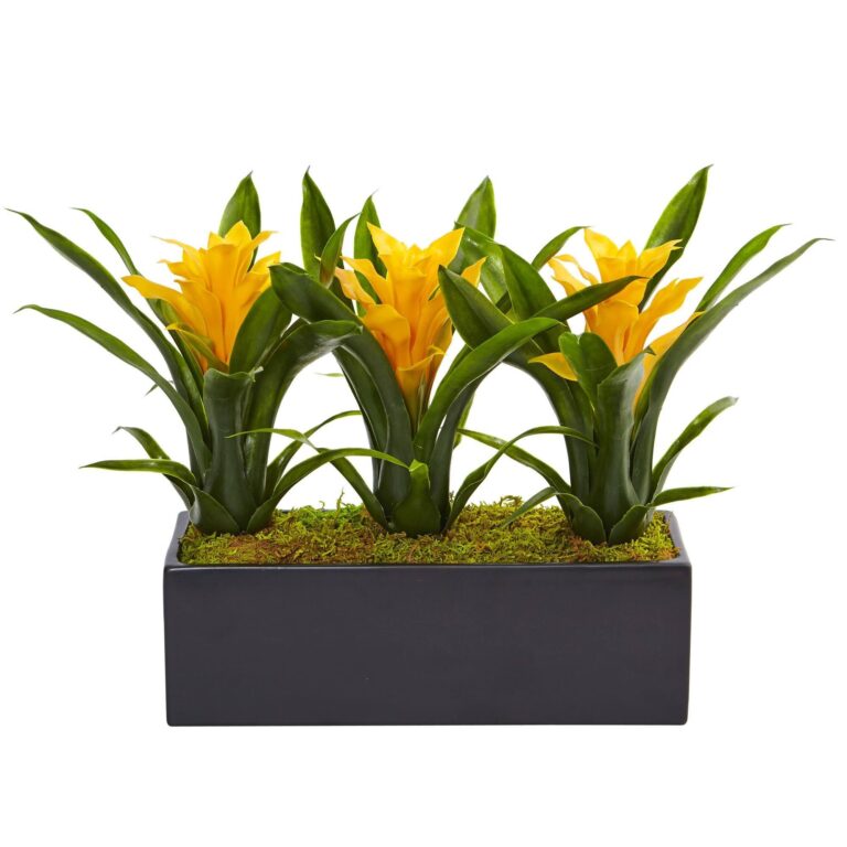 Close-up of leaf foliage texture on this Bromeliads in Rectangular Planter