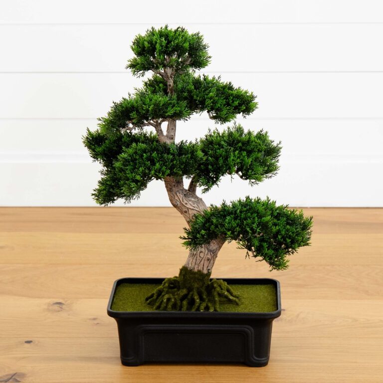 24 inch Cedar Bonsai Tree