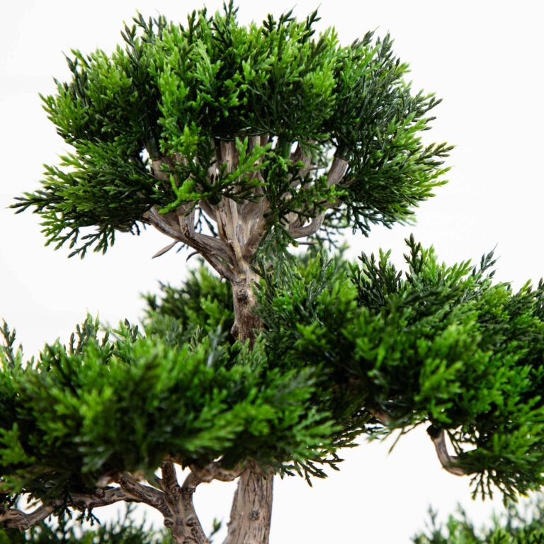 Close-up of leaf foliage texture on this 24 inch Cedar Bonsai Tree