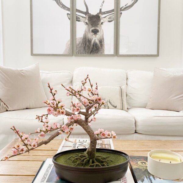 Close-up of leaf foliage texture on this Cherry Blossom Bonsai Silk Tree