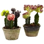 Colorful Cactus Gardens Set of 2
