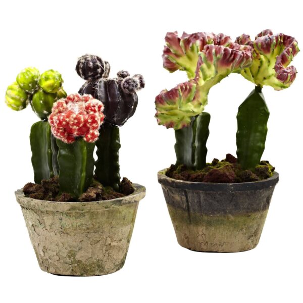 Colorful Cactus Gardens Set of 2