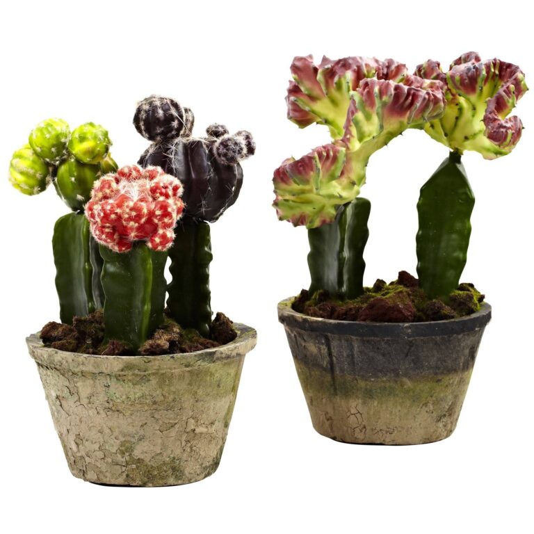 Colorful Cactus Gardens Set of 2