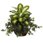 Dieffenbachia and Ivy w Decorative Planter