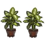 Close-up of leaf foliage texture on this Dieffenbachia w Wood Vase Silk Vase Silk Plant