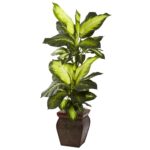 Golden Dieffenbachia w Decorative Planter