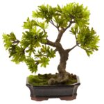 Podocarpus w Mossed Bonsai Planter