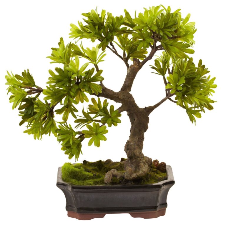 Podocarpus w Mossed Bonsai Planter