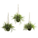 Ruscus, Sedum and Springeri Hanging Basket Set of 3