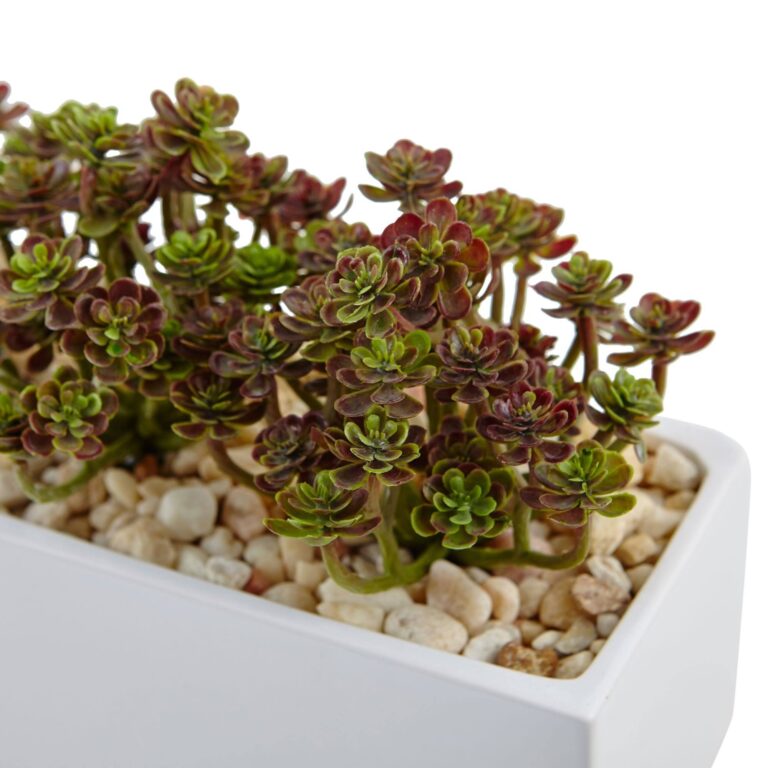 Close-up of leaf foliage texture on this Sedum in Rectangular Planter