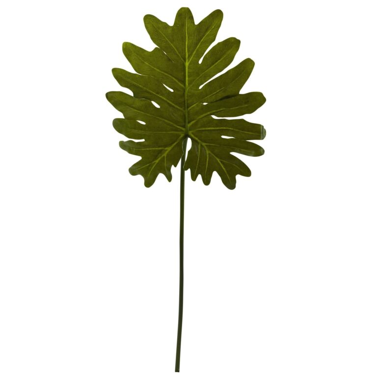 Selloum Philo Single Leaf Stem Set of 12