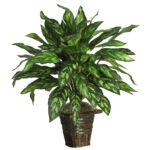 Silver King w Basket Silk Plant